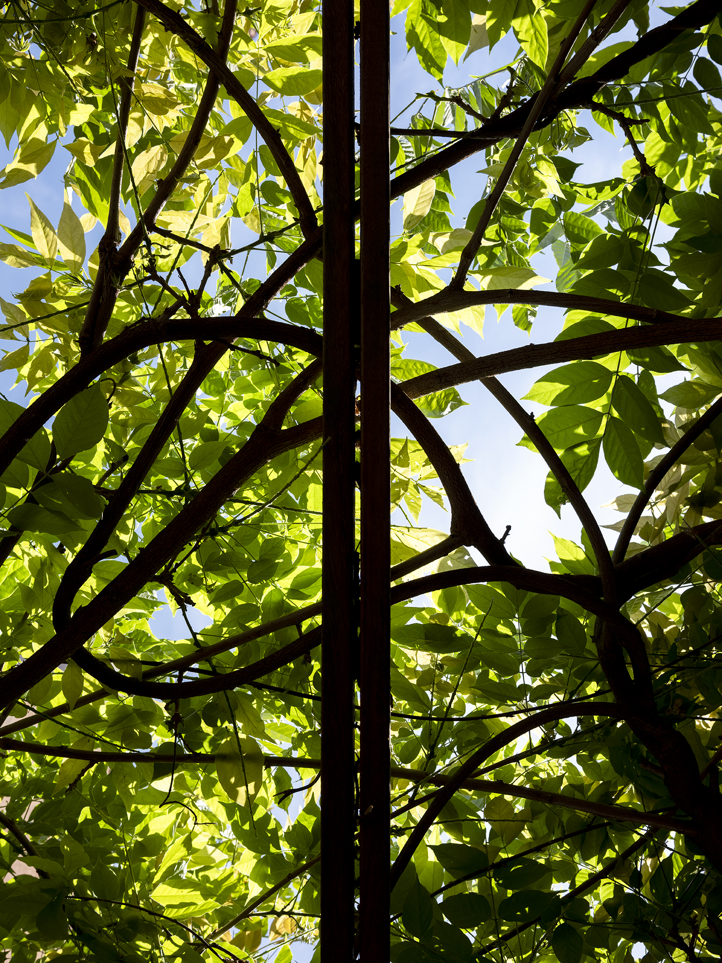 Restructuration d'une cour intérieure pour une maison de ville, création d'une terrasse et d'une pergola, aménagement paysagers / GBMJG